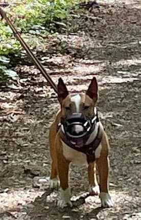 Cash, ein braun-weißer Hund mit Maulkorb und Geschirr, steht auf einem Waldweg