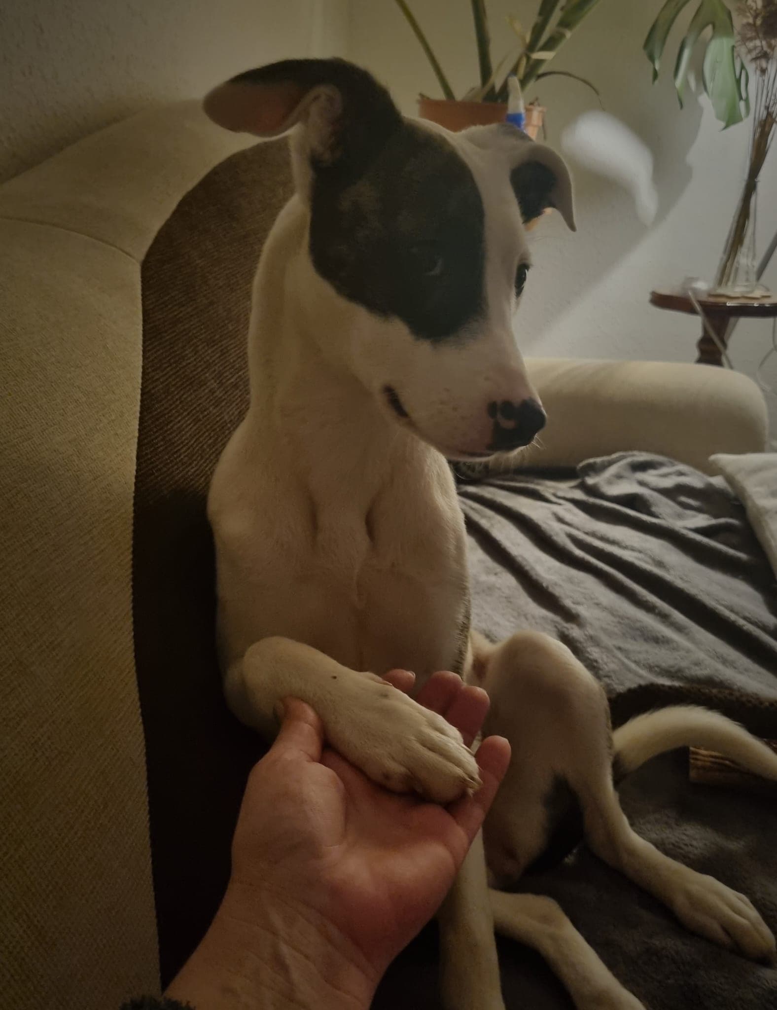 Luna, eine weiß-schwarze Hündin aus Griechenland, gibt vertrauensvoll ihre Pfote in eine Hand