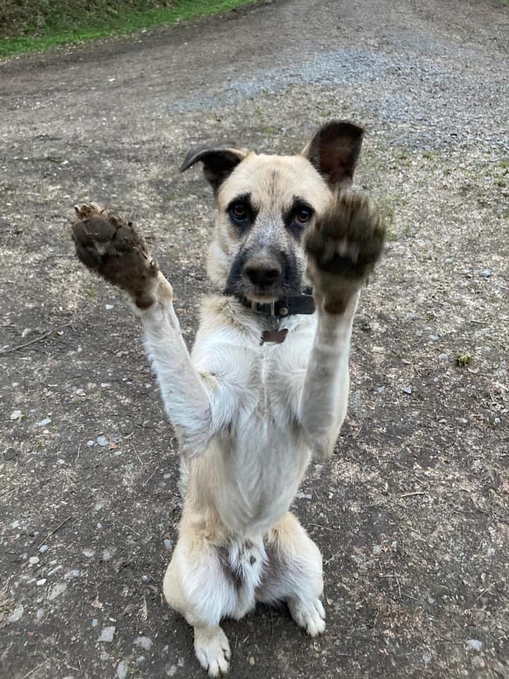 Janosch, ein Schnauzer-Mix aus Rumänien, steht auf den Hinterbeinen und streckt die Pfoten in die Luft