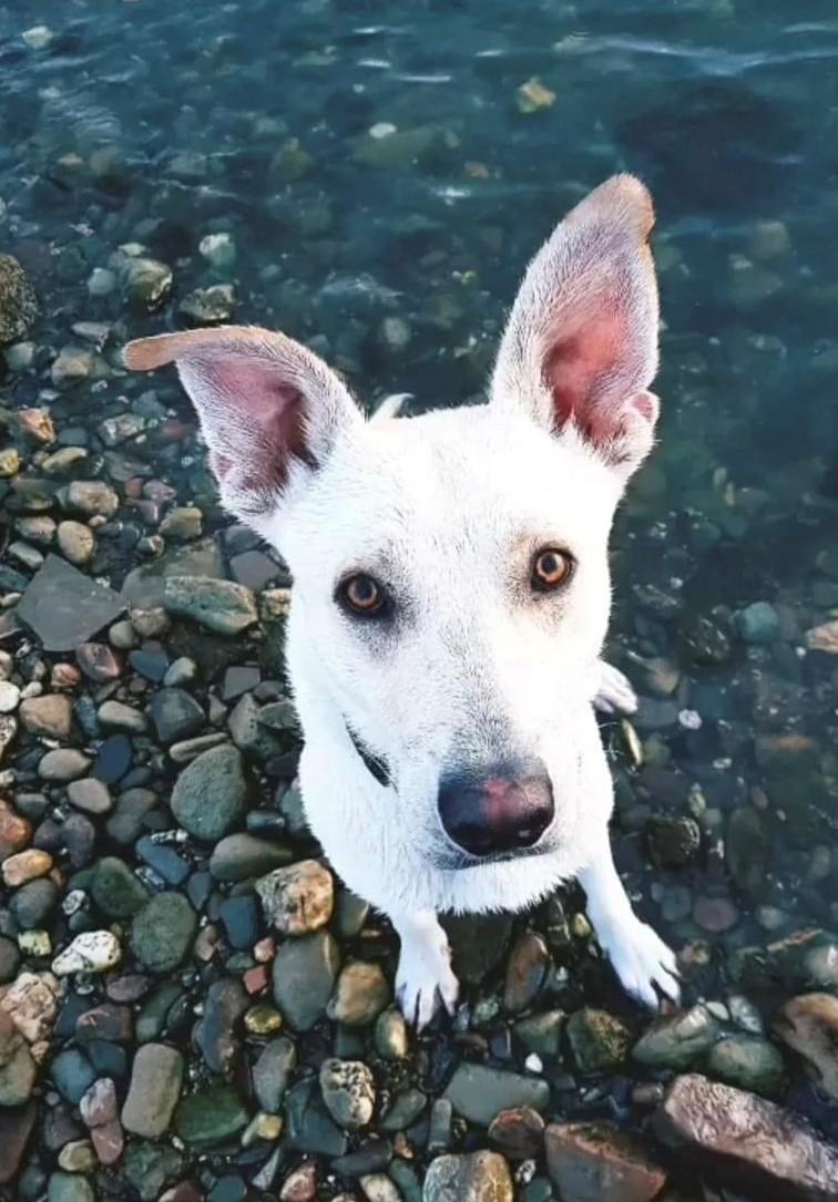 Jimmy, ein weißer Hund mit großen Ohren, sitzt am Wasser auf Kieselsteinen und blickt nach oben