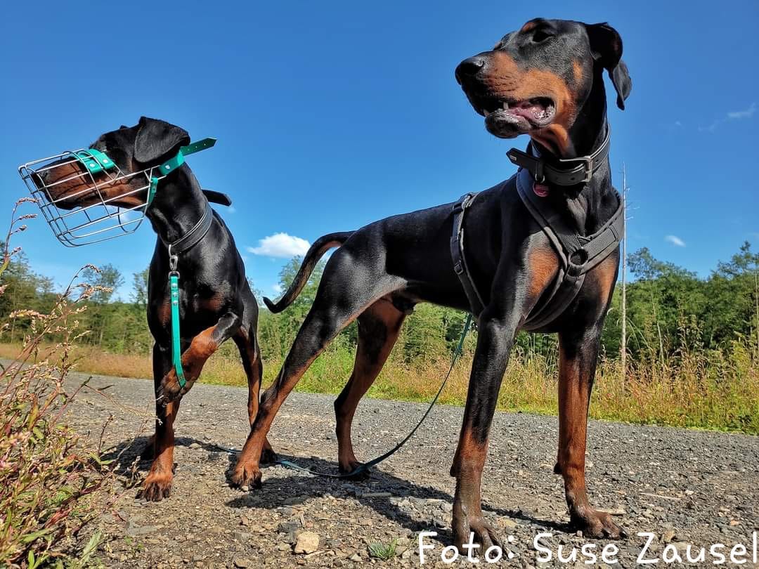 Nera und Attila, zwei Dobermänner aus dem Tierschutz, stehen aufmerksam auf einem Waldweg